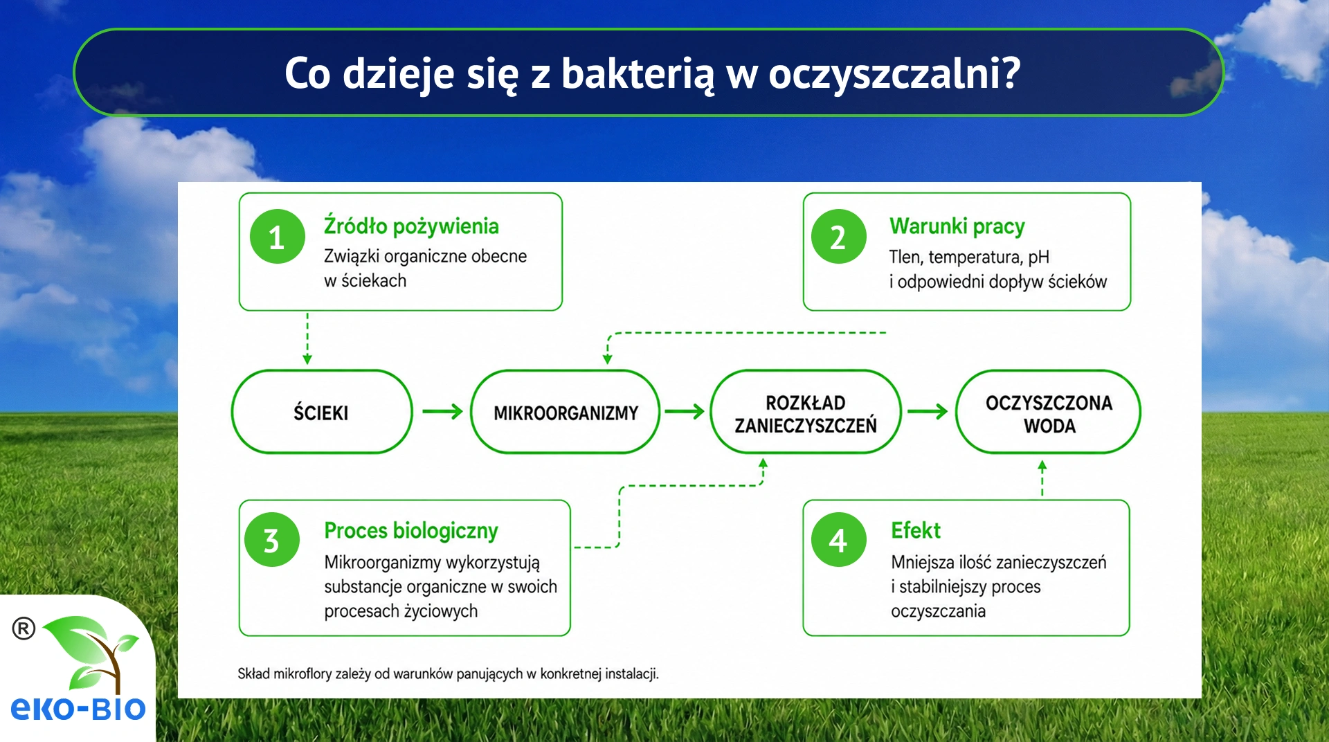 Co dzieje się z bakterią w oczyszczalni?