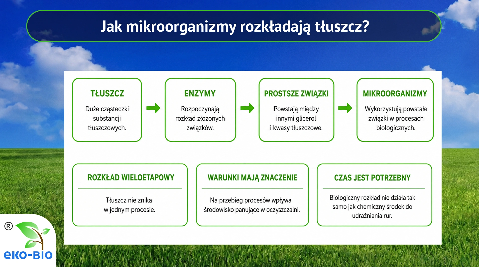 Jak mikroorganizmy rozkładają tłuszcz?